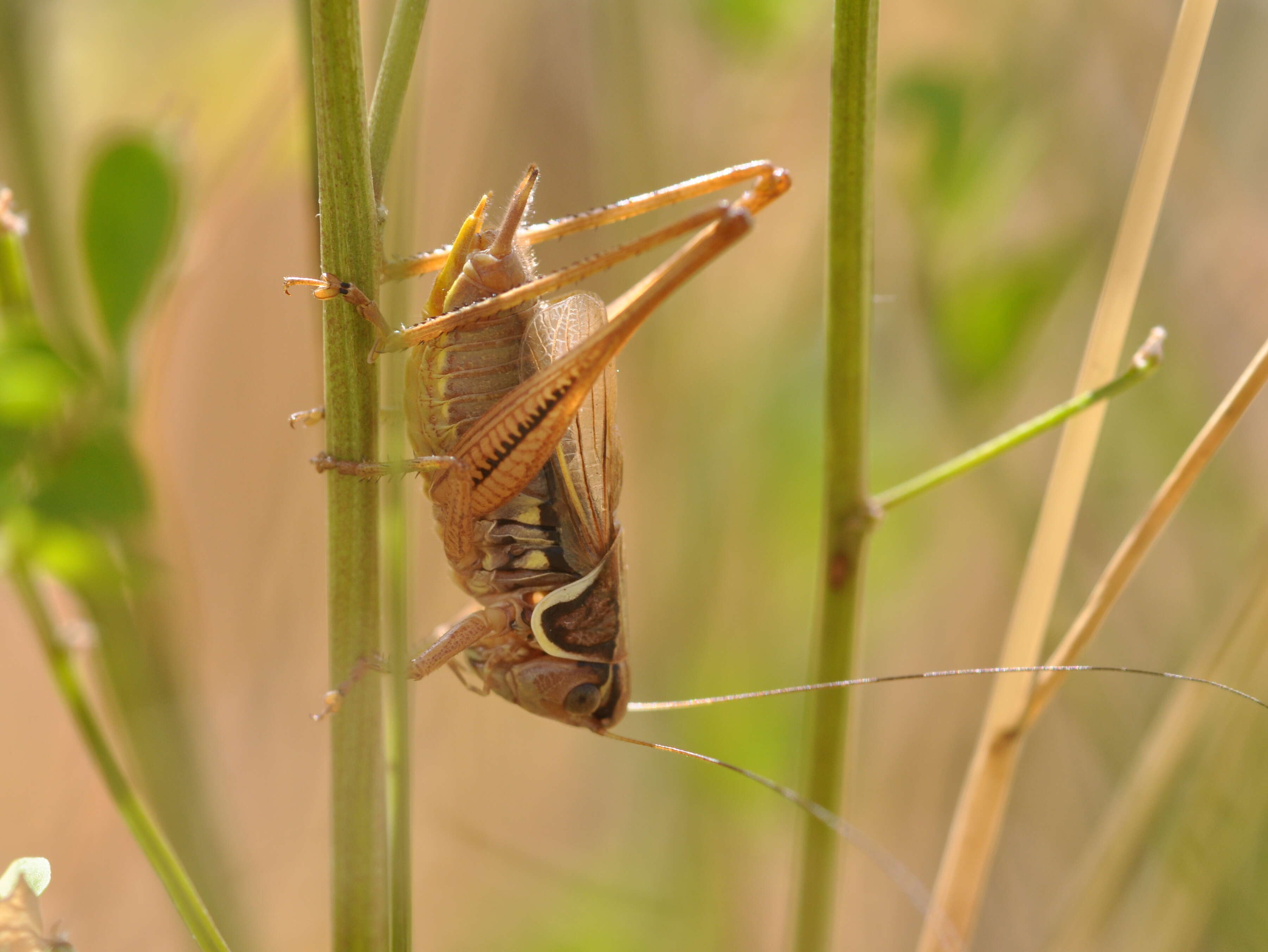 Image of Metrioptera roeselii