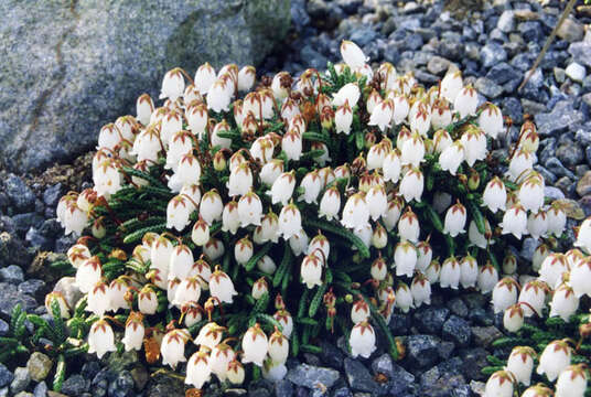 Image of clubmoss cassiope