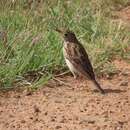 Image of Bush Pipit