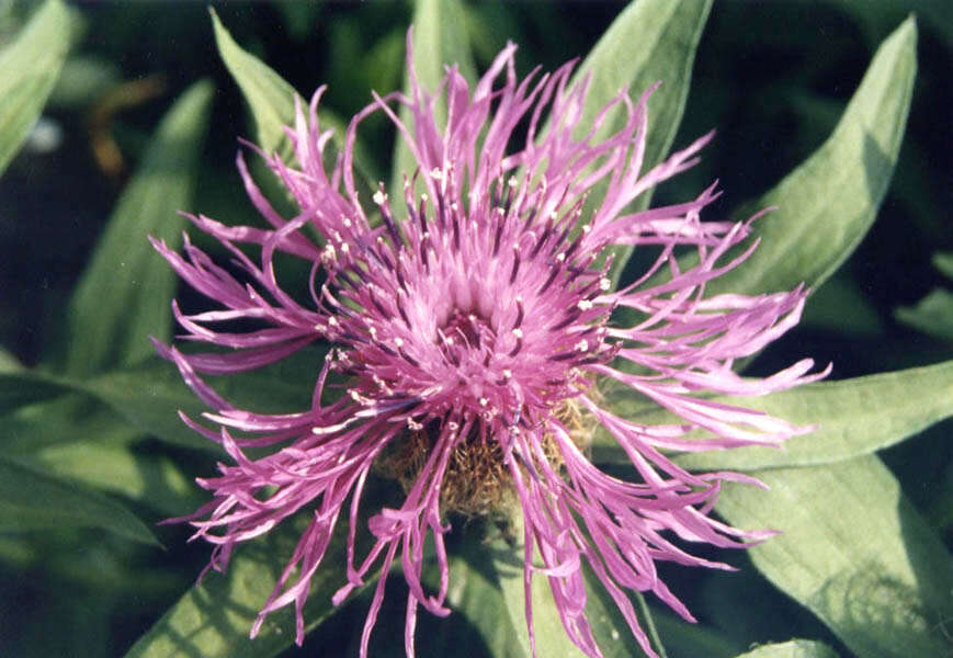 Centaurea nervosa Willd. resmi