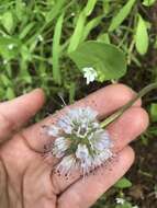 Hydrophyllum capitatum var. thompsonii (M. E. Peck) Constance的圖片