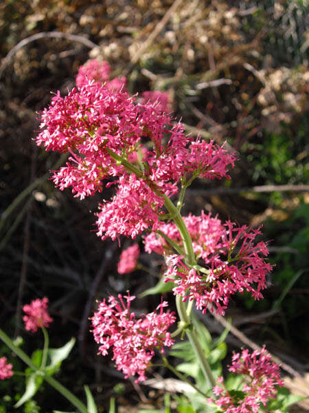 Image of Red Valerian