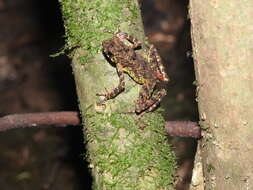 Image of Bourbon Toad