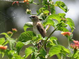 Image of Chestnut-breasted Mannikin