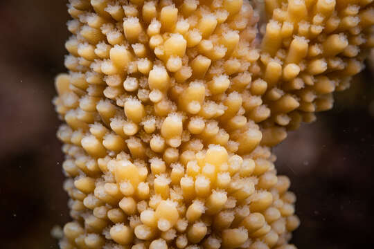 Image of Acropora robusta (Dana 1846)