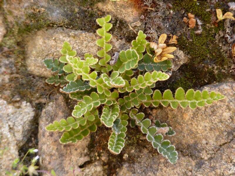 Plancia ëd Asplenium ceterach L.