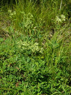 Image of parsnipflower buckwheat