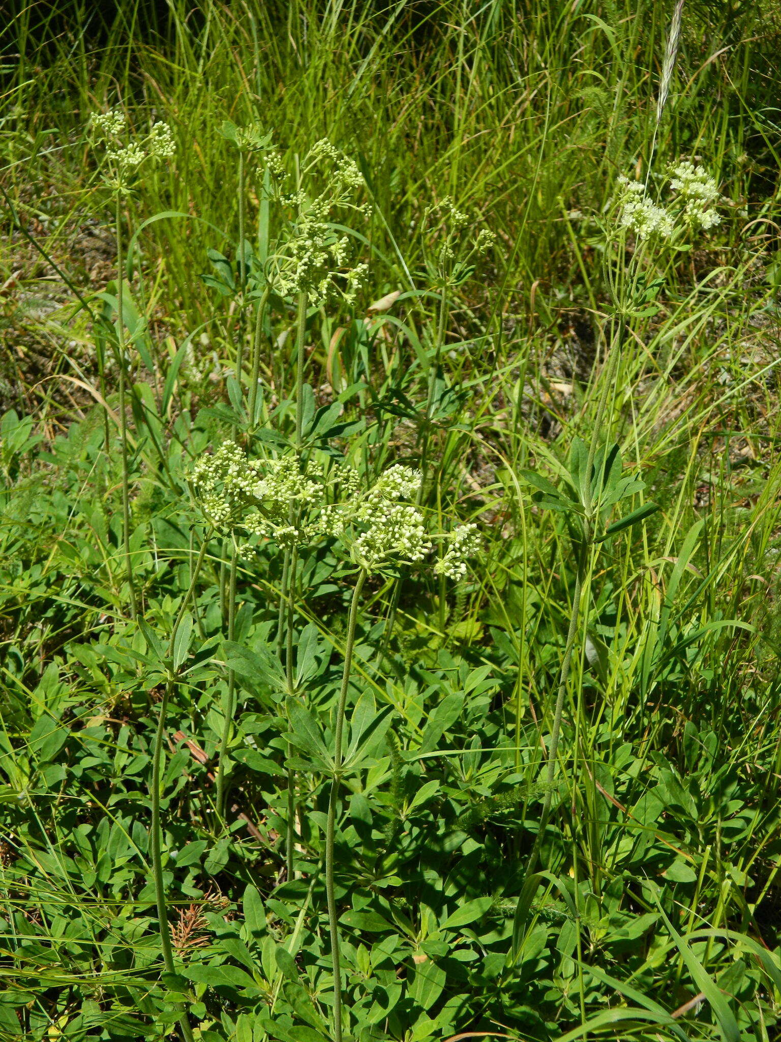 Image of parsnipflower buckwheat