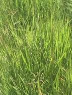 Image of River grass