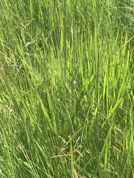 Image of River grass