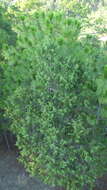 Image of Drooping Juniper