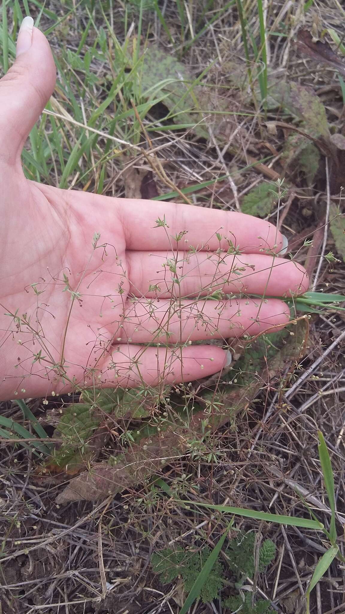 Image of Galium tenuissimum M. Bieb.