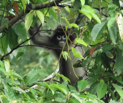 Image of Phayre's Langur