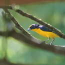 Image of Euphonia laniirostris crassirostris Sclater & PL 1857