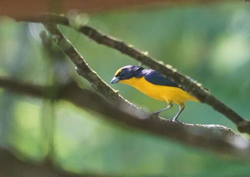 Euphonia laniirostris crassirostris Sclater & PL 1857的圖片