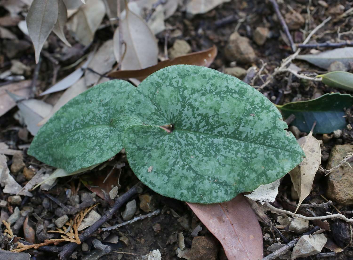 Image of Asarum nipponicum Maekawa