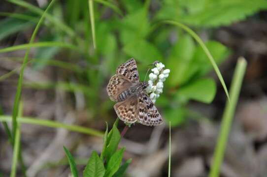 Image of Mottled Duskywing