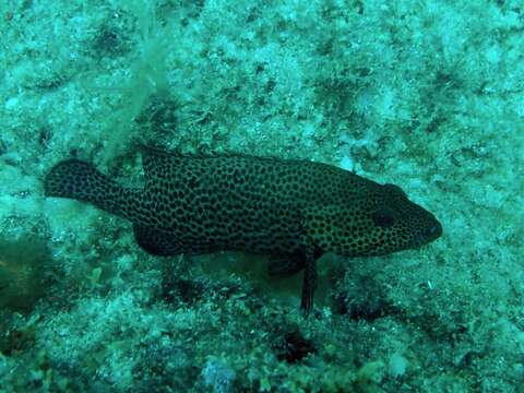 Cephalopholis cruentata (Lacepède 1802) resmi