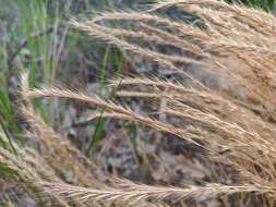 صورة Festuca subuliflora Scribn.