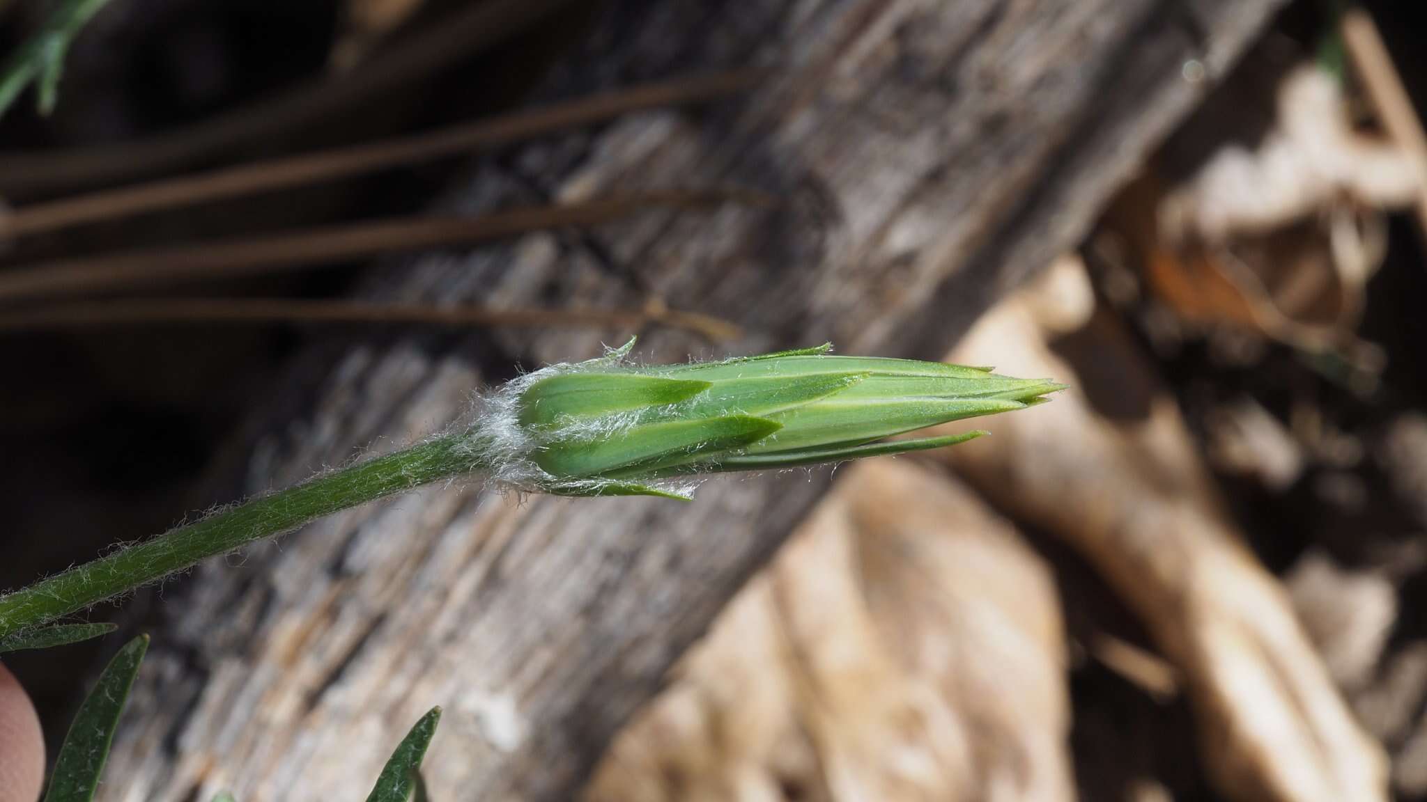 Plancia ëd <i>Agoseris <i>grandiflora</i></i> var. grandiflora