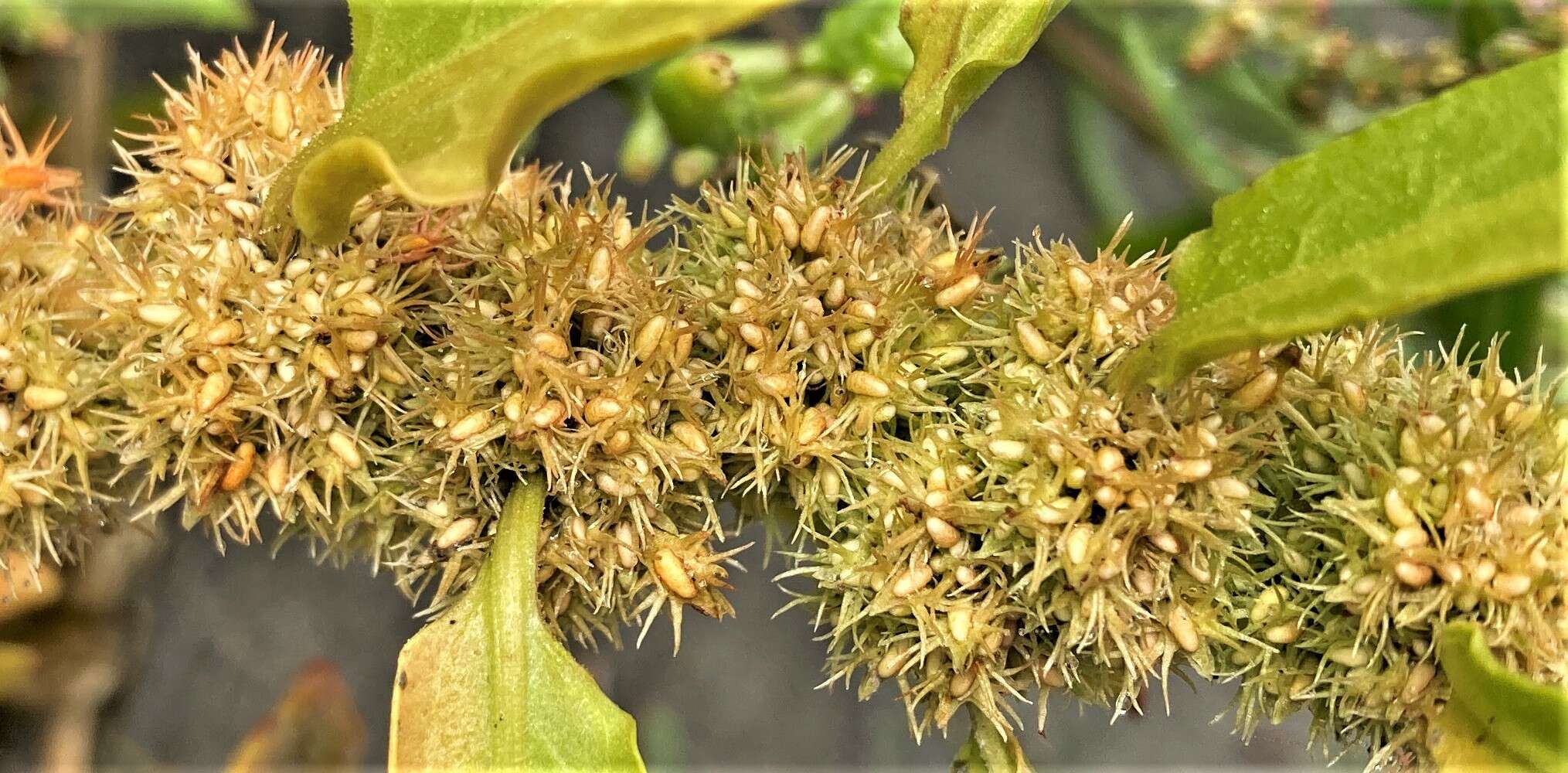 Imagem de Rumex persicarioides L.