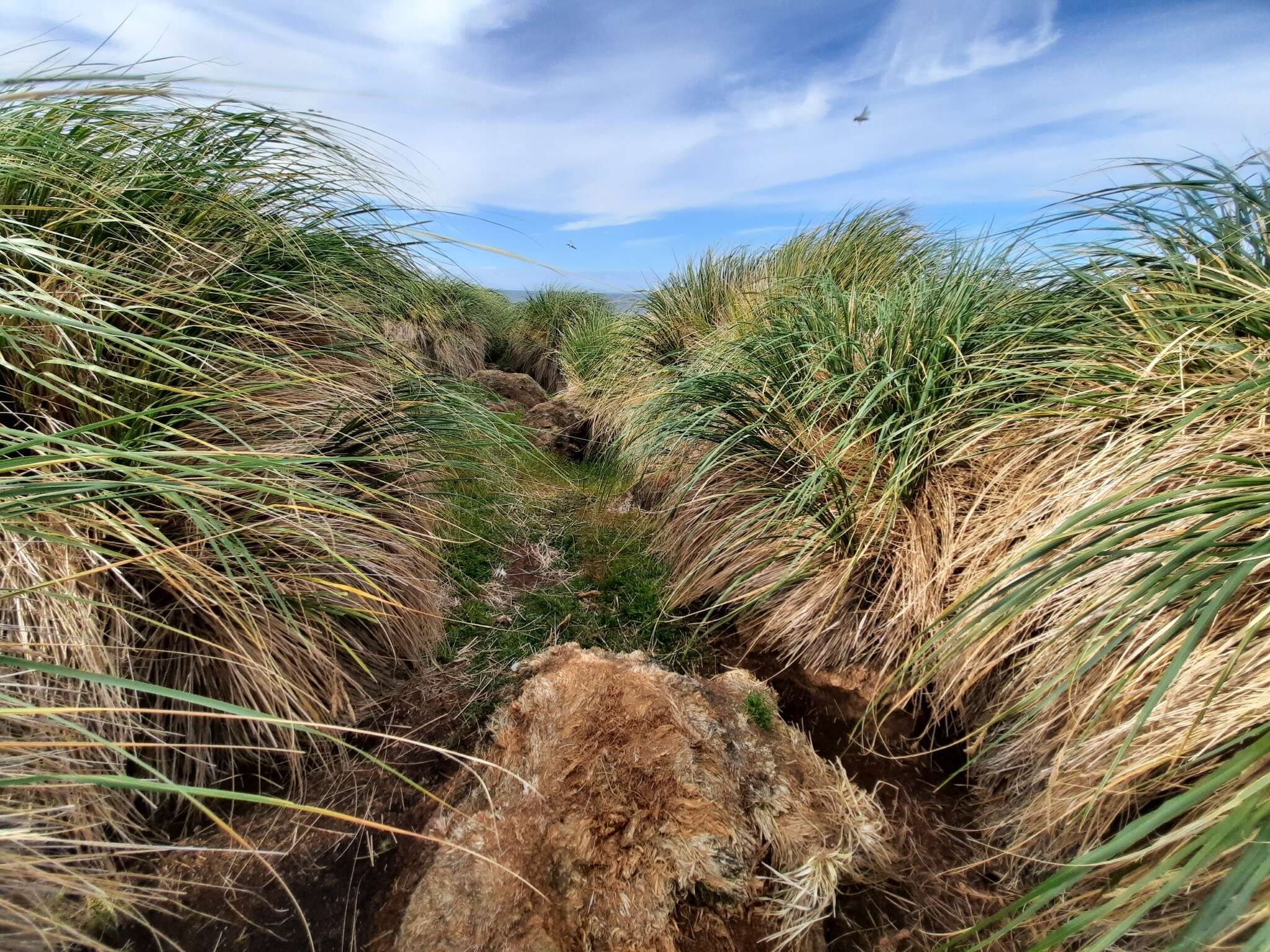 Image of tussock grass