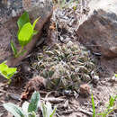 Echinopsis cinnabarina (Hook.) Labour. resmi