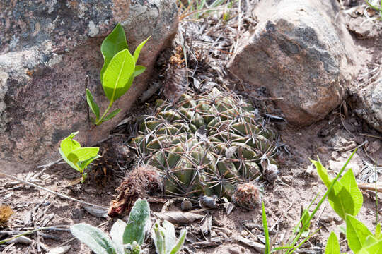 Image of Echinopsis cinnabarina (Hook.) Labour.