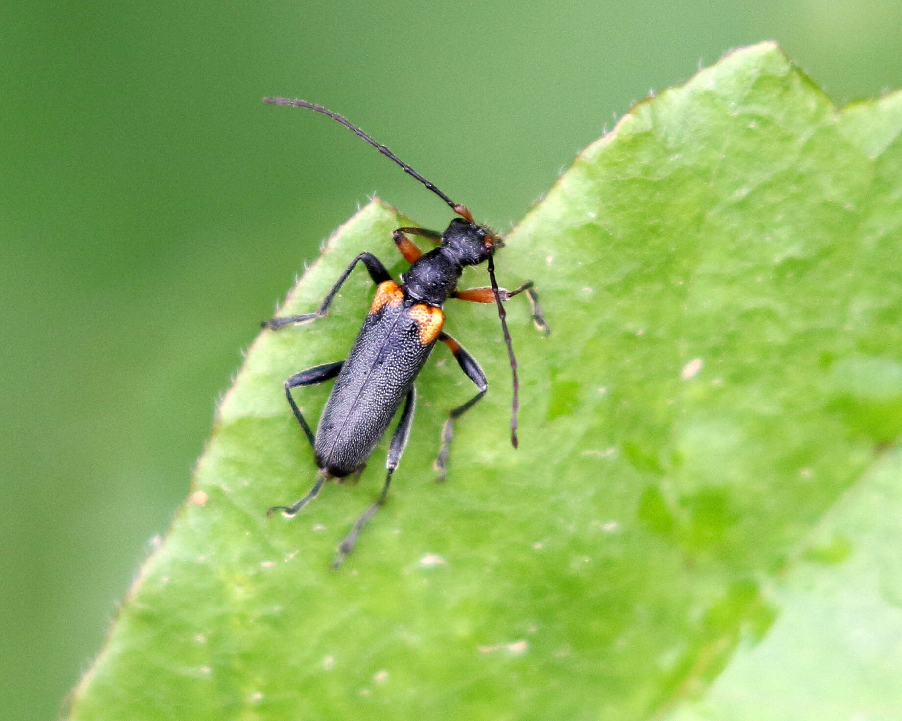 Image of Cortodera cubitalis (Le Conte 1861)