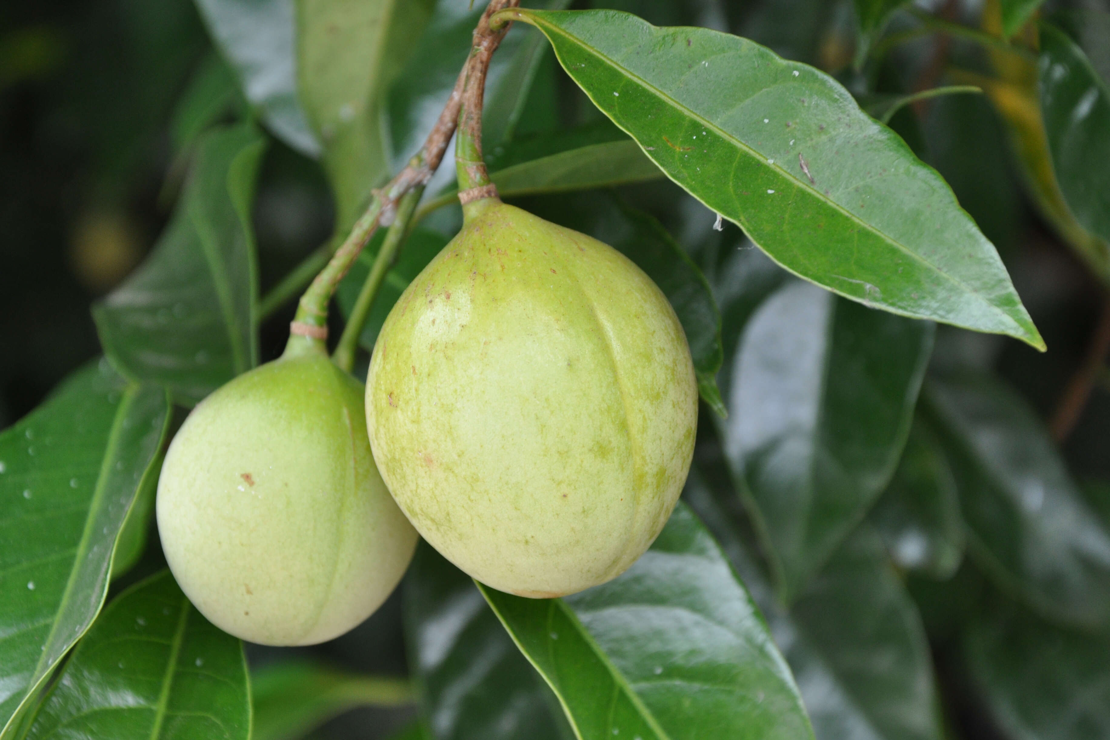 Imagem de Myristica fragrans Houtt.