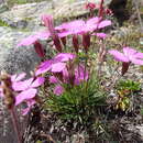 Image of Dianthus pavonius Tausch
