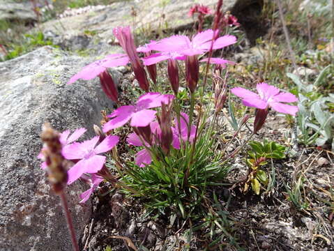 صورة Dianthus pavonius Tausch