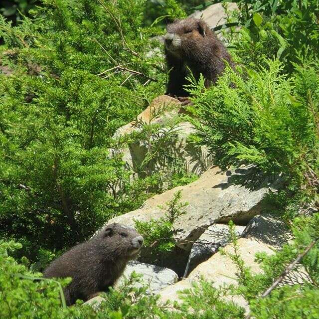 Imagem de Marmota vancouverensis Swarth 1911