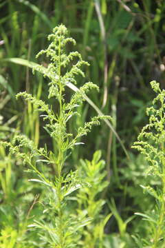 Image of Artemisia manshurica (Kom.) Kom.