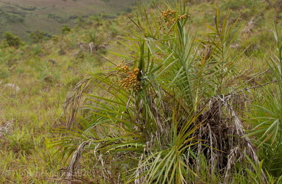 Image of Phoenix loureiroi var. pedunculata (Griff.) Govaerts