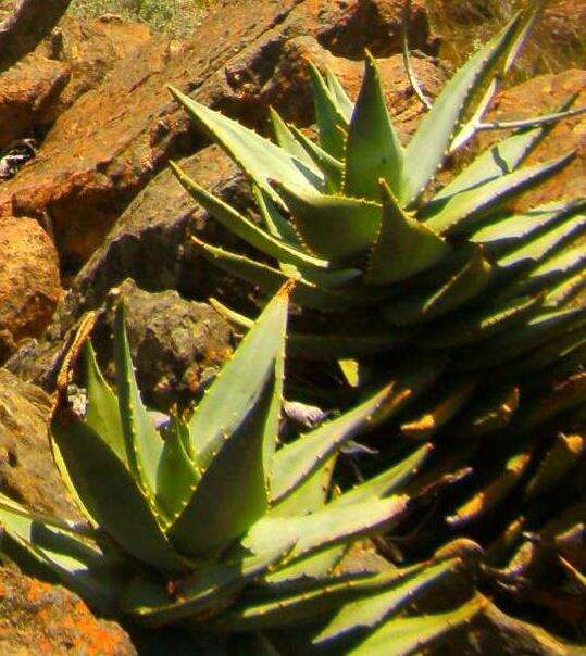 Слика од Aloe perfoliata L.