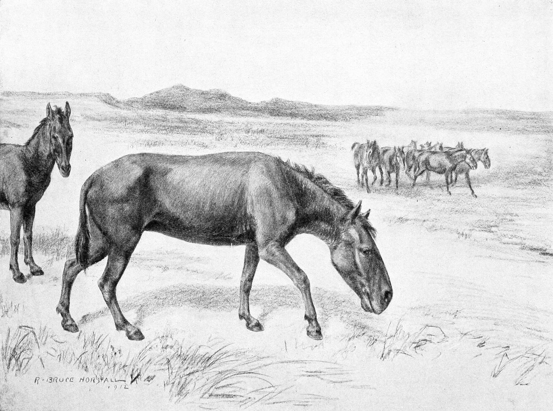 Image de Hippidion Owen 1869