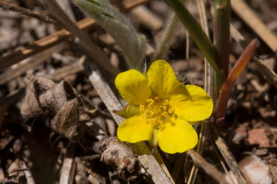 Image of elegant cinquefoil