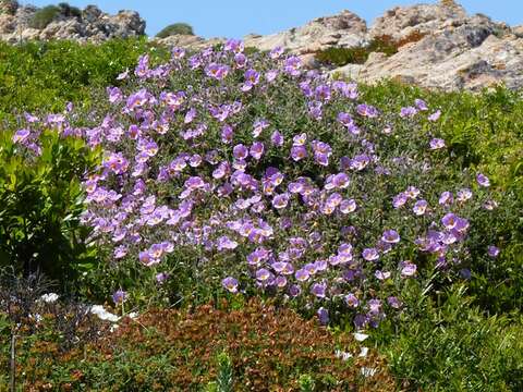 Image of Cistus creticus L.