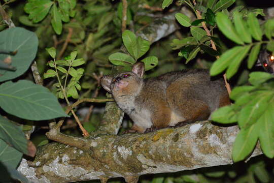 Image of Brown Greater Galago