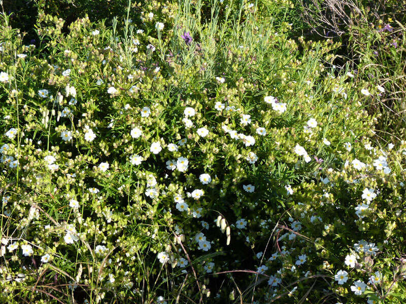 Image of Montpelier cistus