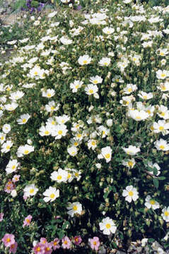 Image of salvia cistus