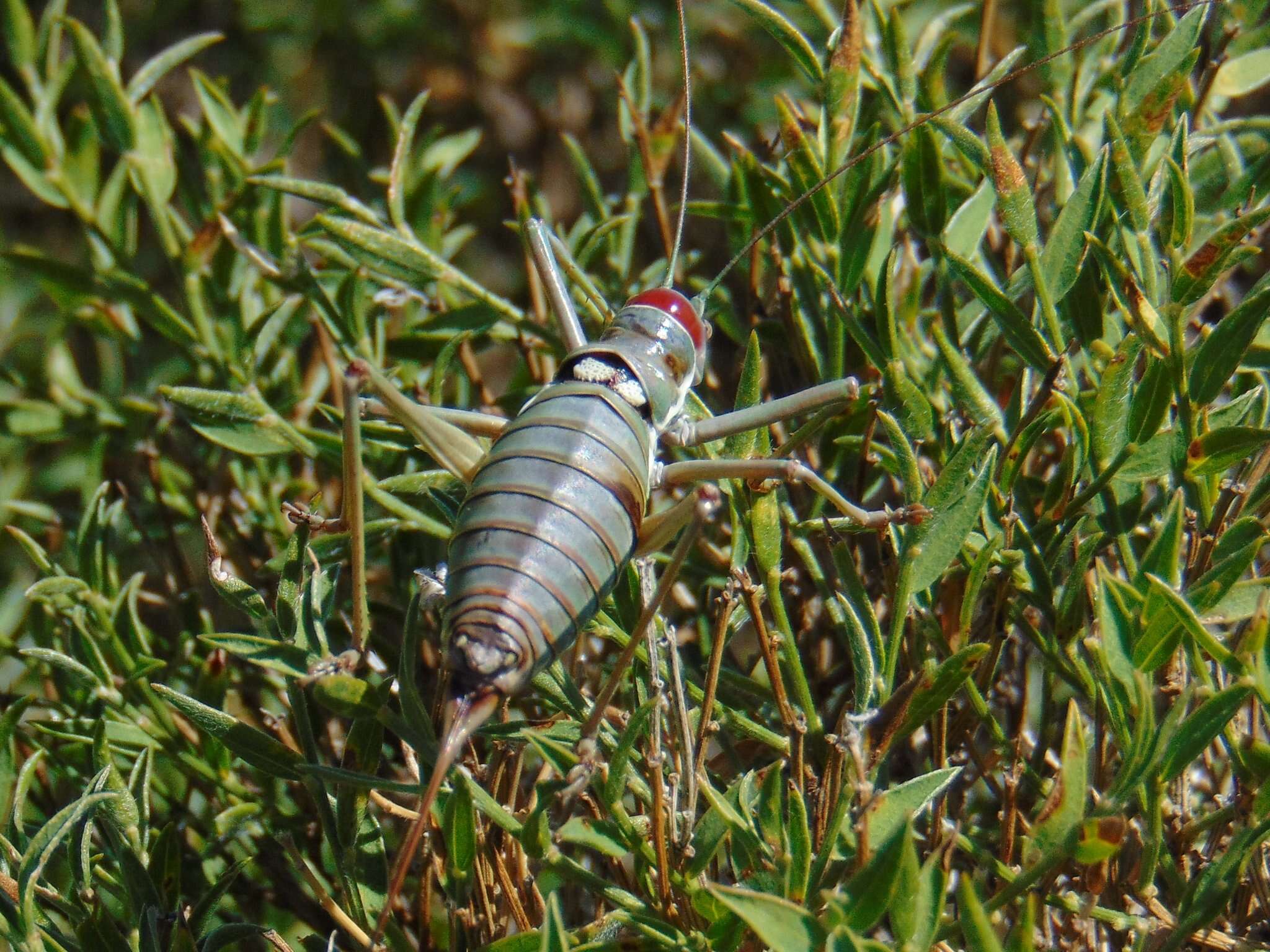 Image of saddle-backed bushcricket