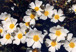 Image of salvia cistus