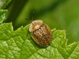 Image of Beet tortoise beetle