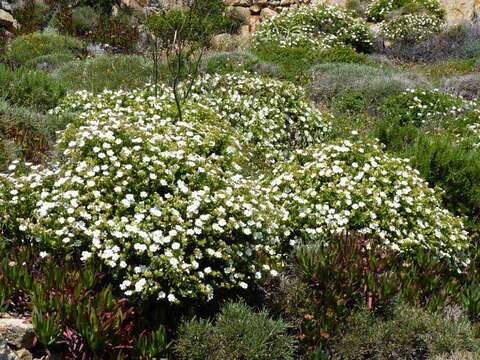 Image of salvia cistus