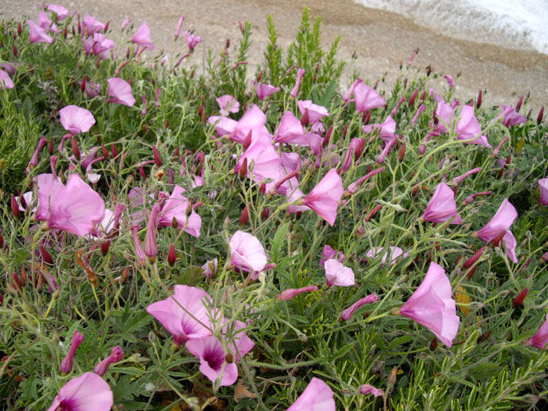 Image of mallow bindweed