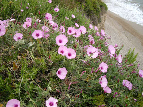 Image of mallow bindweed