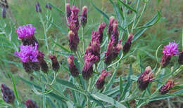 Imagem de Vernonia marginata (Torr.) Rafin.