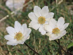 Image of Anemone baldensis subsp. pavoniana (Boiss.) Lainz
